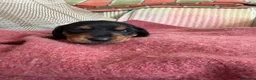 Miniature Dachshund dogs for sale: CHAMPION LINE KC REG & PRA CLEAR MINIS LOW COI - Advert 9