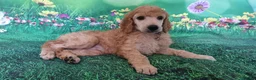 Standard Poodle dogs for stud: Red St Poodle For Stud Extensively Health Tested in Pontypool - Advert 22