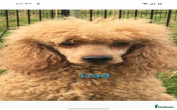 Cockapoo dogs for sale: Stunning f1 Cockapoo puppy's  - Image 12