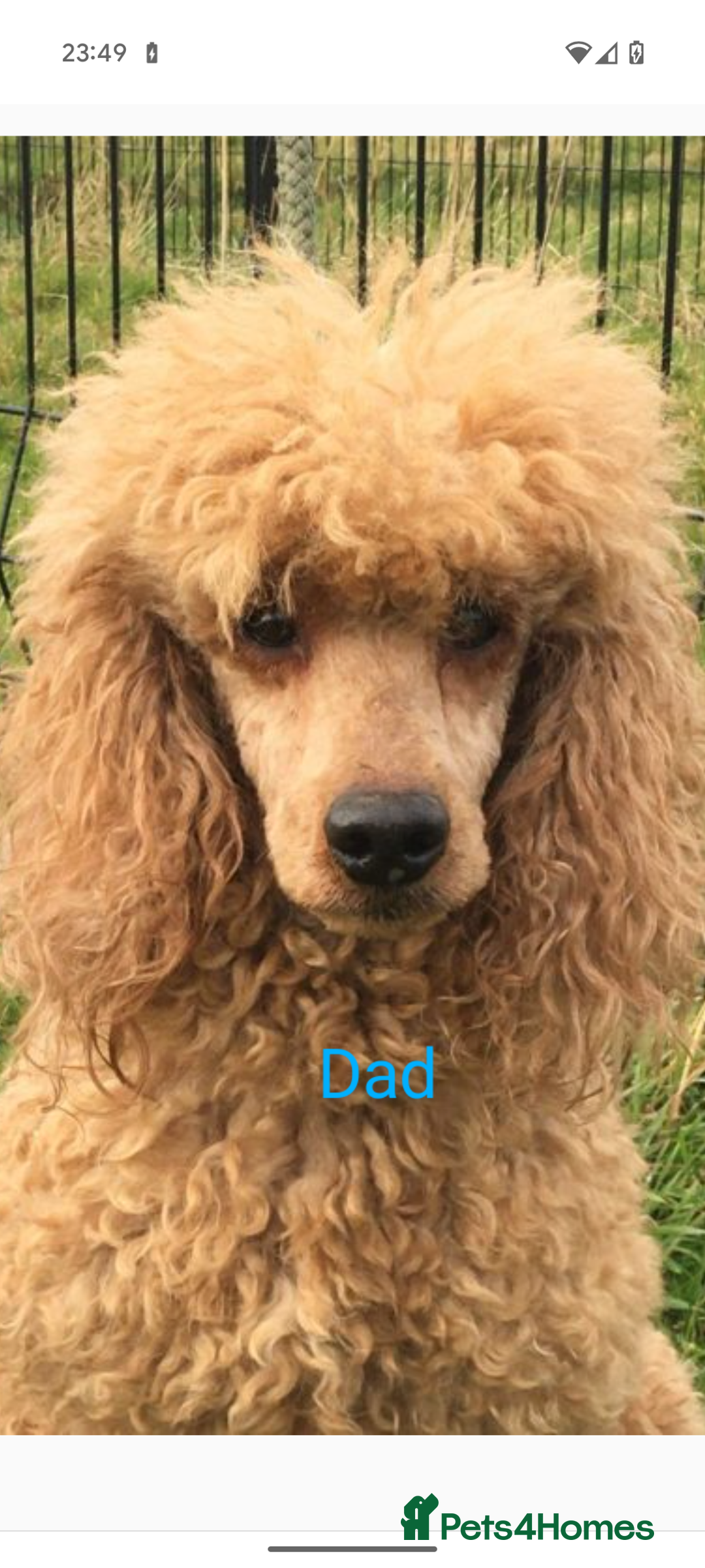 Cockapoo dogs for sale: Stunning f1 Cockapoo puppy's  - Image 12