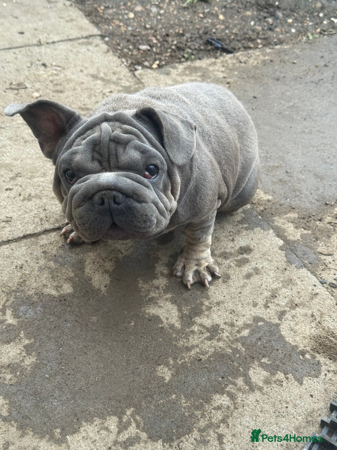 French Bulldog dogs for sale: French Bulldog  - Image 2
