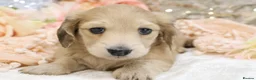 Miniature Dachshund dogs for sale: Shaded Cream Male - Advert 15