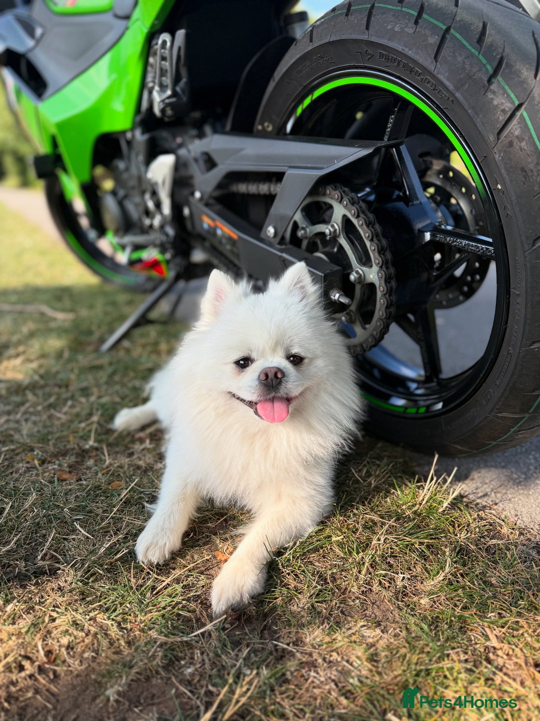 Pomeranian dogs for stud: Stud service  - Image 3
