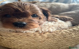 Cavapoo dogs for sale: SUPER EXTENSIVELY HEALTH TESTED 200+ DNA CLEAR 🐶 - Advert 5