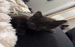 Ragdoll cats for sale: READY SOON! -ragdoll x British long hair  - Image 5