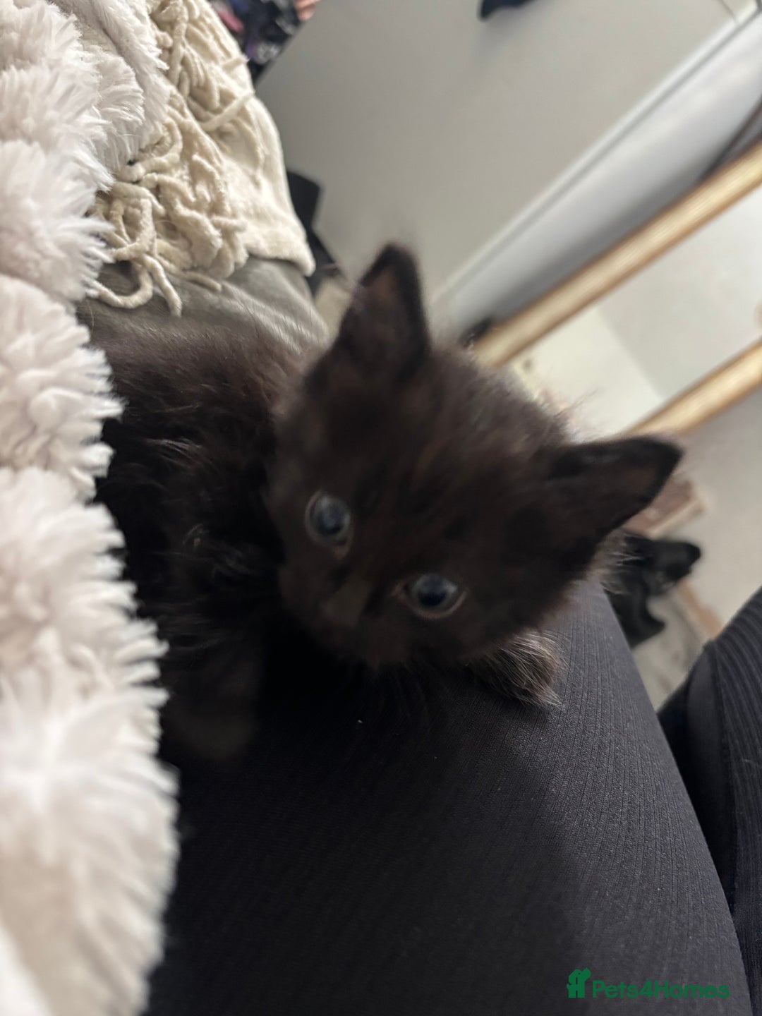 Ragdoll cats for sale: READY SOON! -ragdoll x British long hair  - Image 5