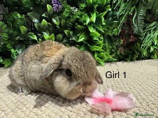 Mini Lop rabbits ⭐️ mini lops ⭐️ ready to reserve - Advert 11