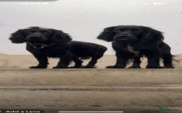 Cocker Spaniel dogs for sale: Litter of cocker spaniels due September  - Image 1