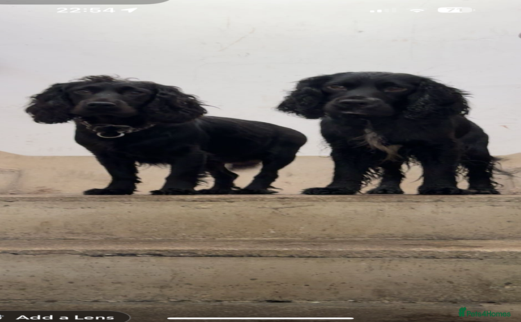Cocker Spaniel dogs - Advert 6