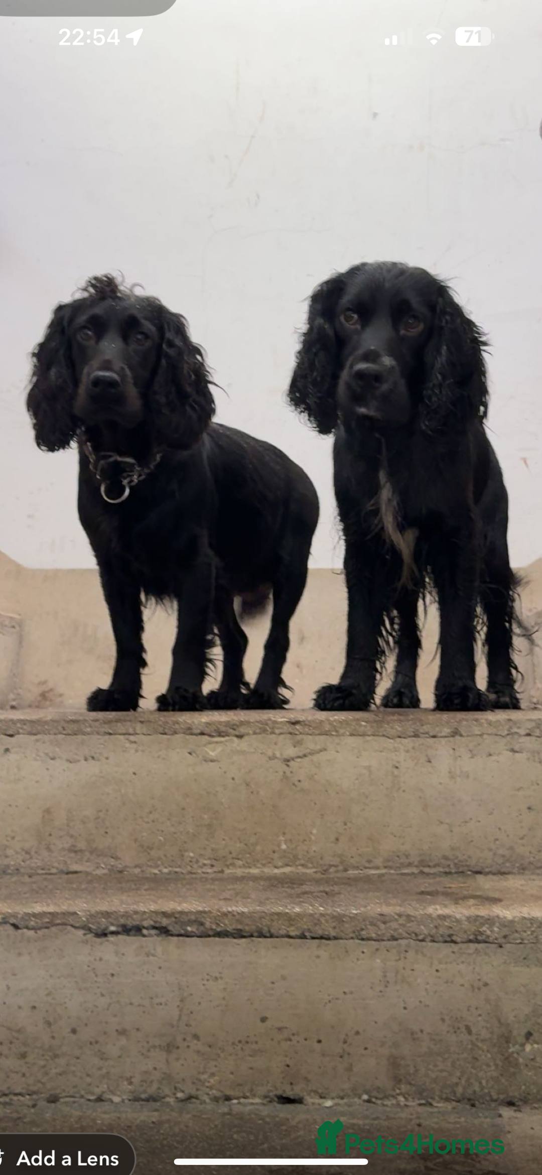 Cocker Spaniel dogs for sale: Litter of cocker spaniels due September  - Image 1