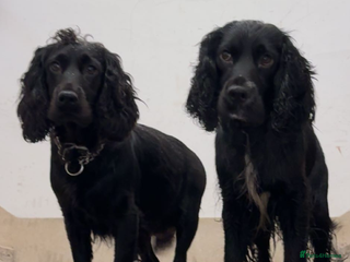 Cocker Spaniel dogs - Advert 6