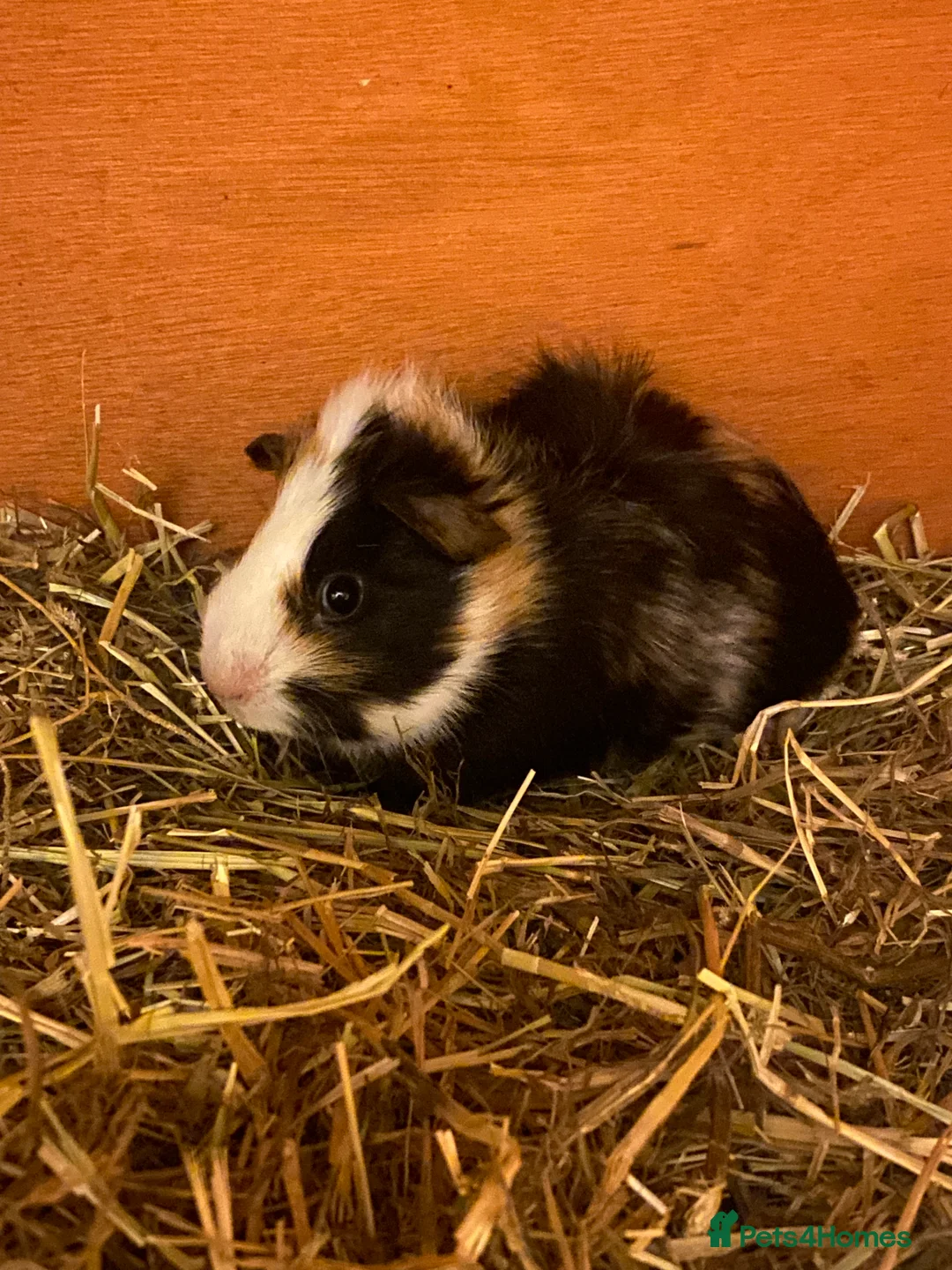 Guinea Pig rodents for sale: 2 Female Guinea Pigs - Advert 2