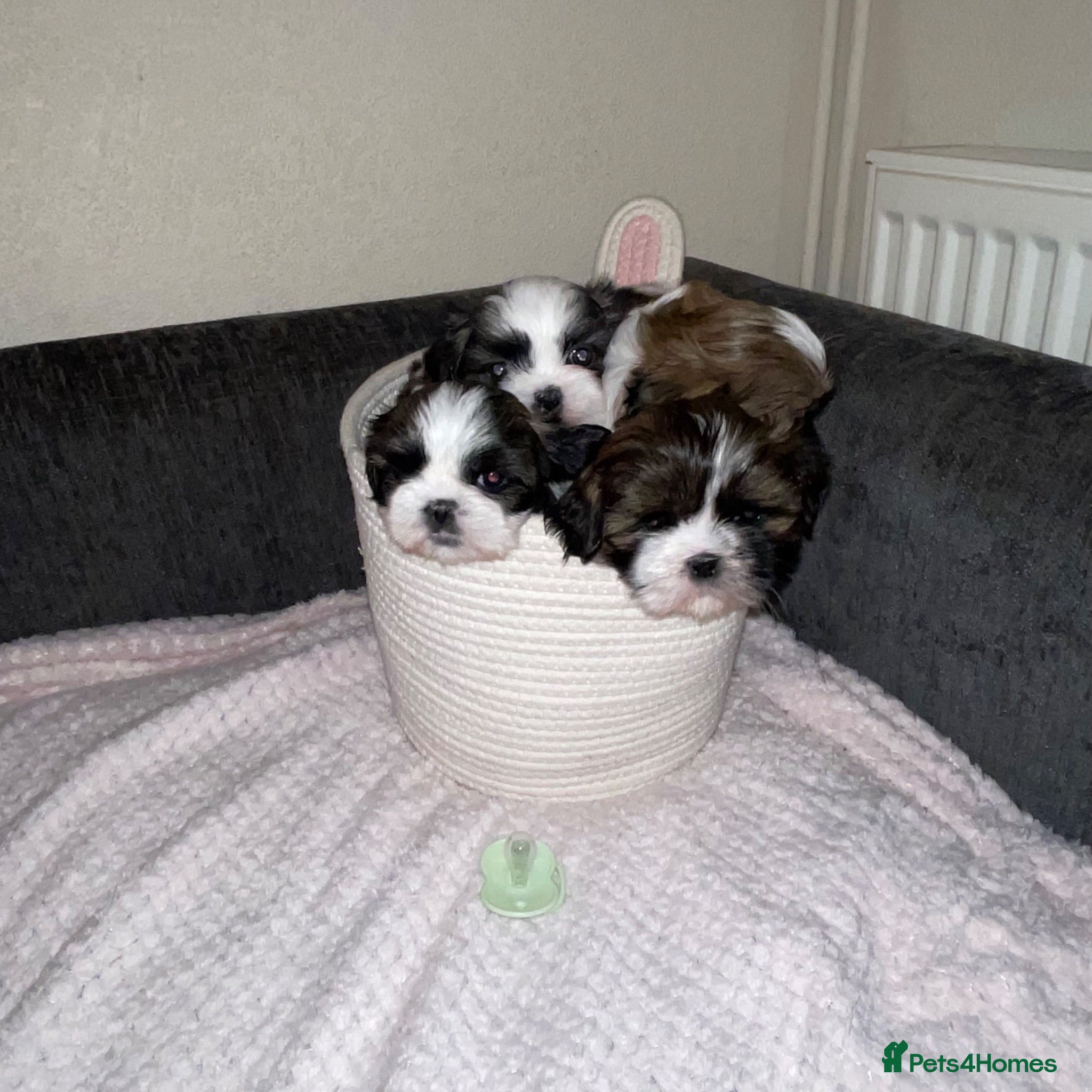 Shih Tzu dogs Shihtzu puppies for sale  - Advert 1