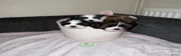 Shih Tzu dogs for sale: Shihtzu puppies for sale  - Advert 10