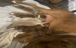 Staffordshire Bull Terrier dogs for sale: Staff puppies - Image 4