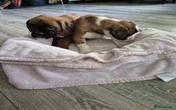 Boxer dogs for sale: KCR pups for sale  - Image 6
