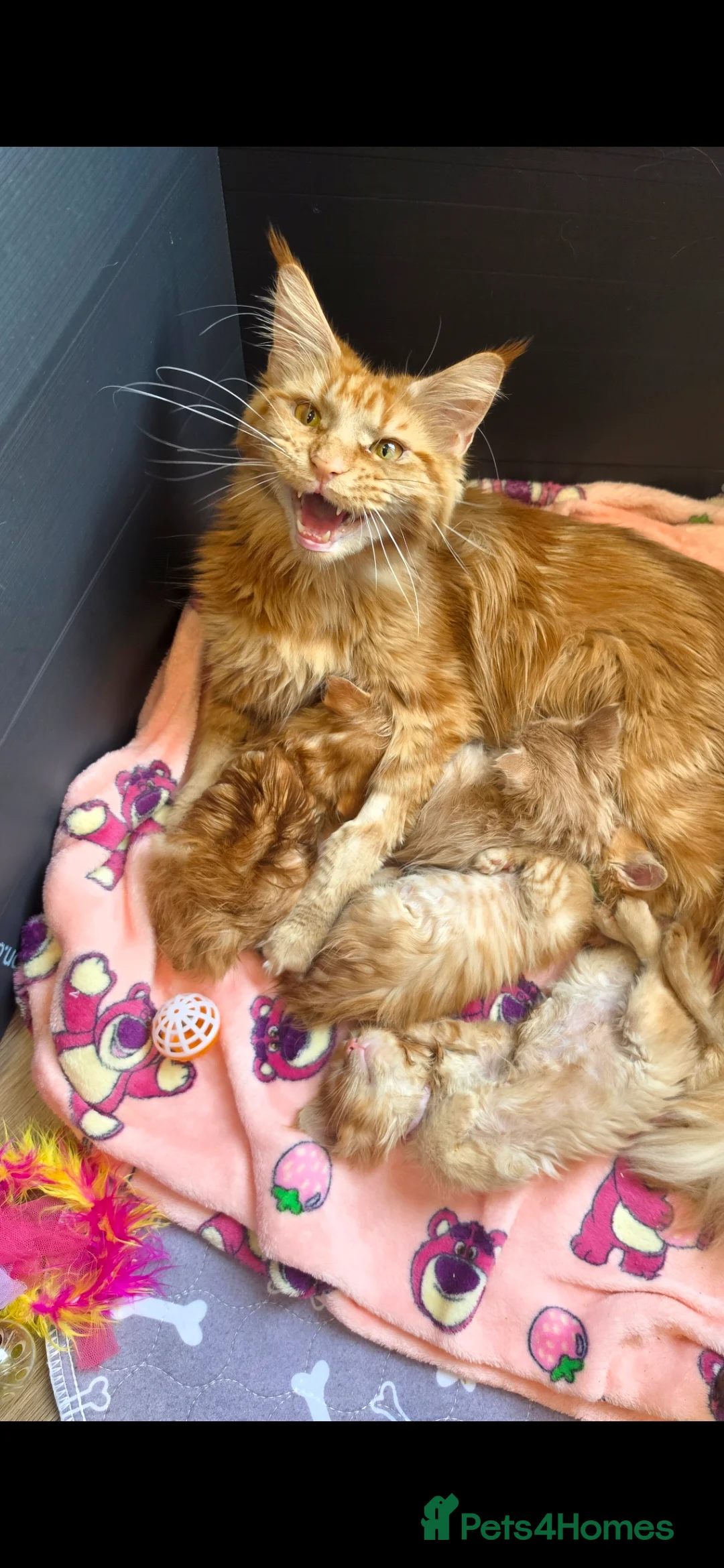 Maine Coon cats for sale: Maine Coon Red Tabby Gingers - Advert 2