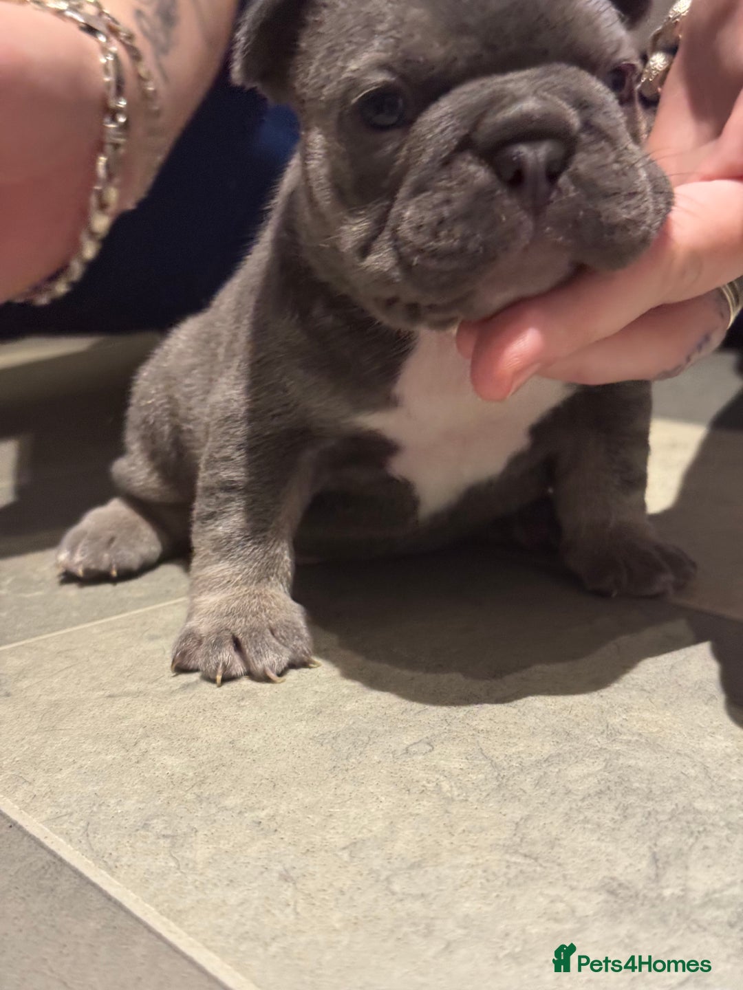 French Bulldog dogs for sale:  AMAZING PUPS  - Advert 11