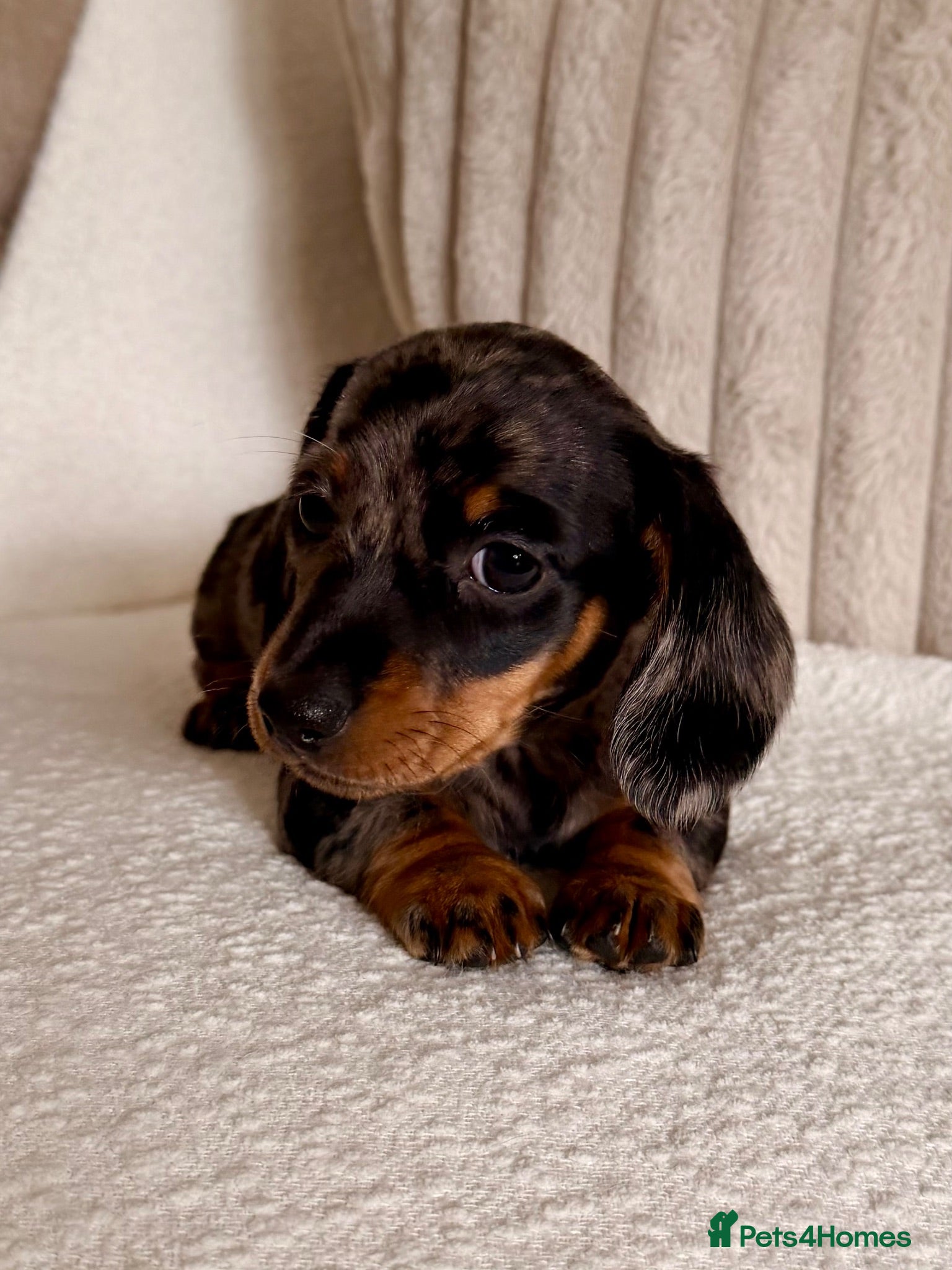 Miniature Dachshund dogs OUTSTANDING MINI SMOOTH DACHSHUND PUPPIES  - Advert 1