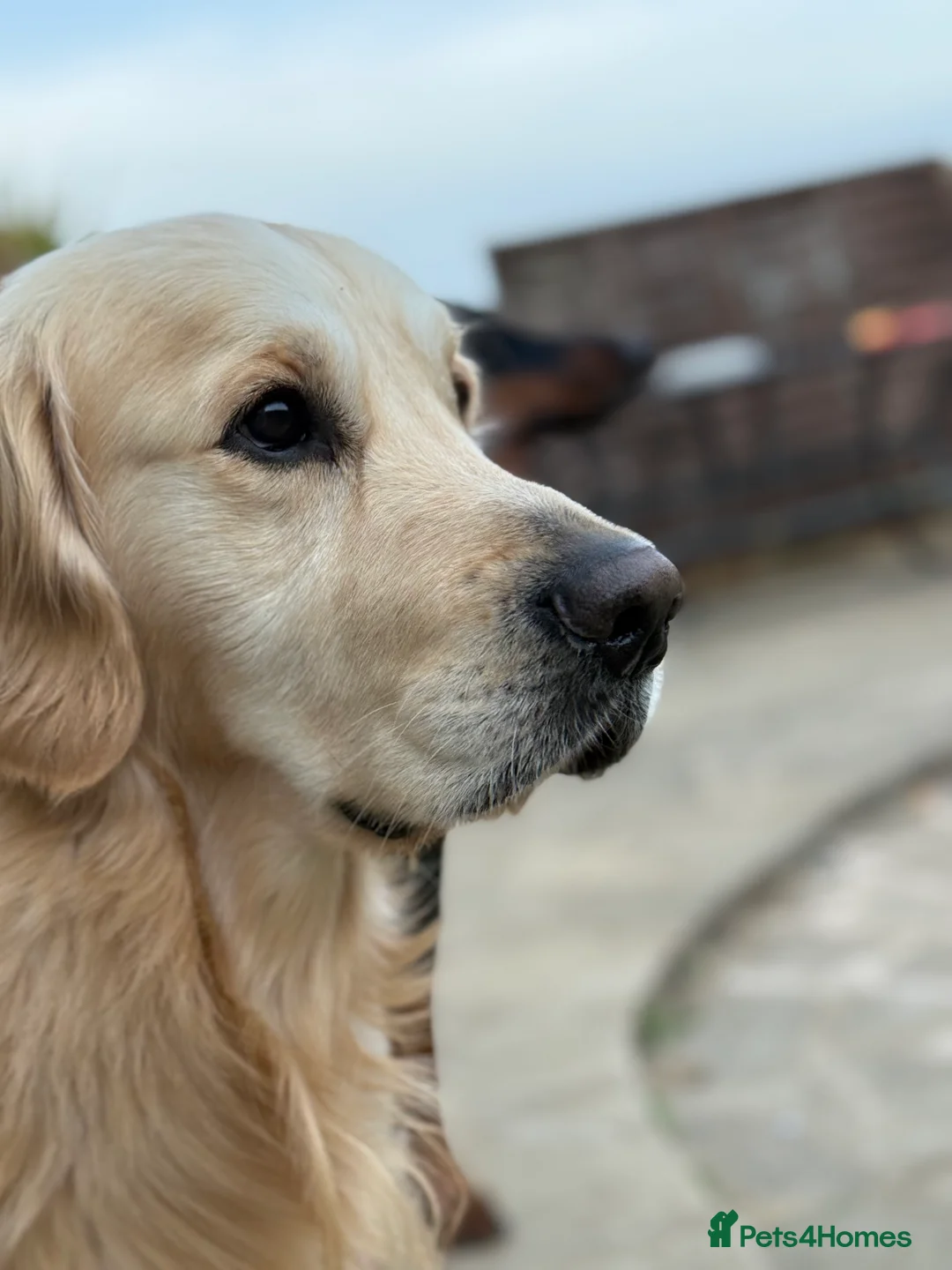 Golden Retriever dogs for stud: Golden retriever stud - Advert 3