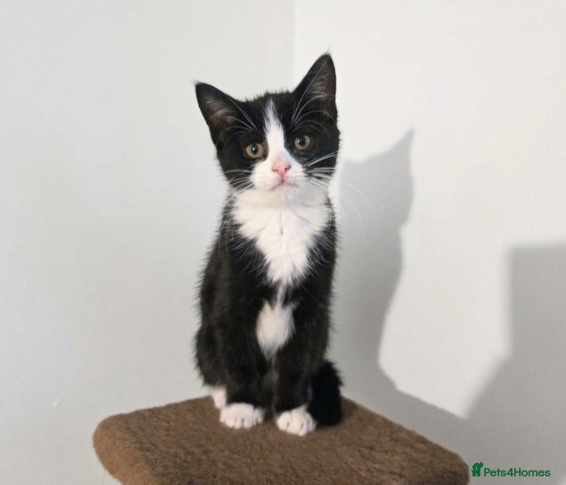 Mixed Breed cats *LAST BOY LEFT*  Tuxedo's looking for homes 🏡  - Advert 1