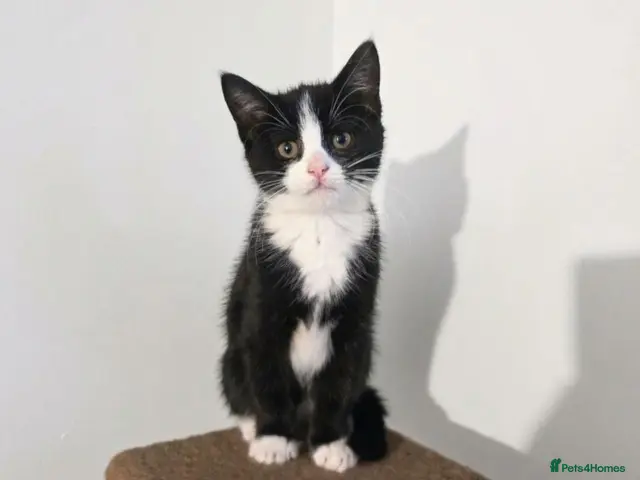 Mixed Breed cats *LAST BOY LEFT* Chucky looking for New home 🏡 - Advert 3