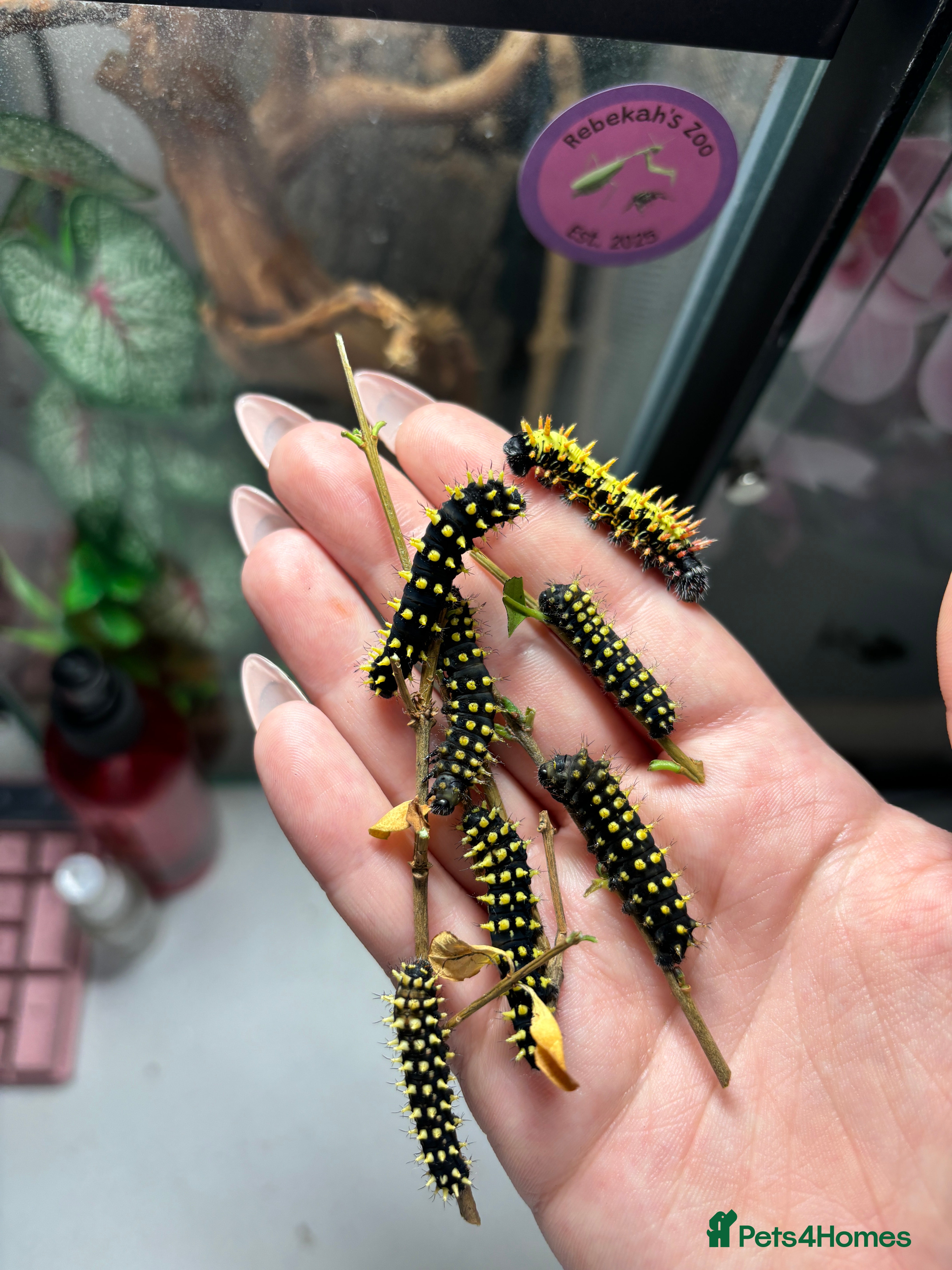 Mixed Breed invertebrates Madagascan bullseye caterpillars - Advert 17