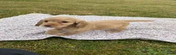Cocker Spaniel dogs for sale: Gorgeous KC working type cocker spaniel puppies  - Advert 15