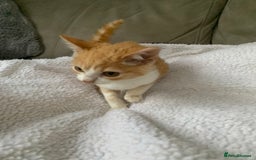 Domestic Shorthair cats for sale: Stunning Ginger Girl & Boy Kitten ready now - Image 10