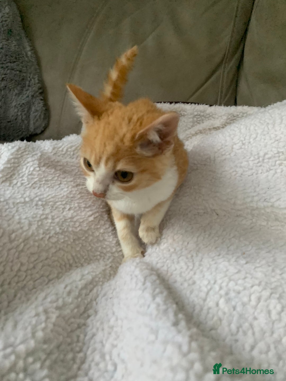 Domestic Shorthair cats for sale: Stunning Ginger Girl & Boy Kitten ready now - Image 10
