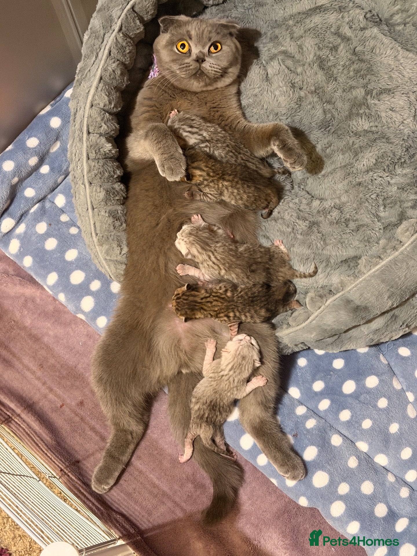 Scottish Fold cats 🐾 4 Beautiful Scottish Fold Boys 🐾 - Advert 14