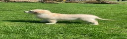 Golden Retriever dogs for sale: Amazing Golden Retriever Puppies - Advert 1
