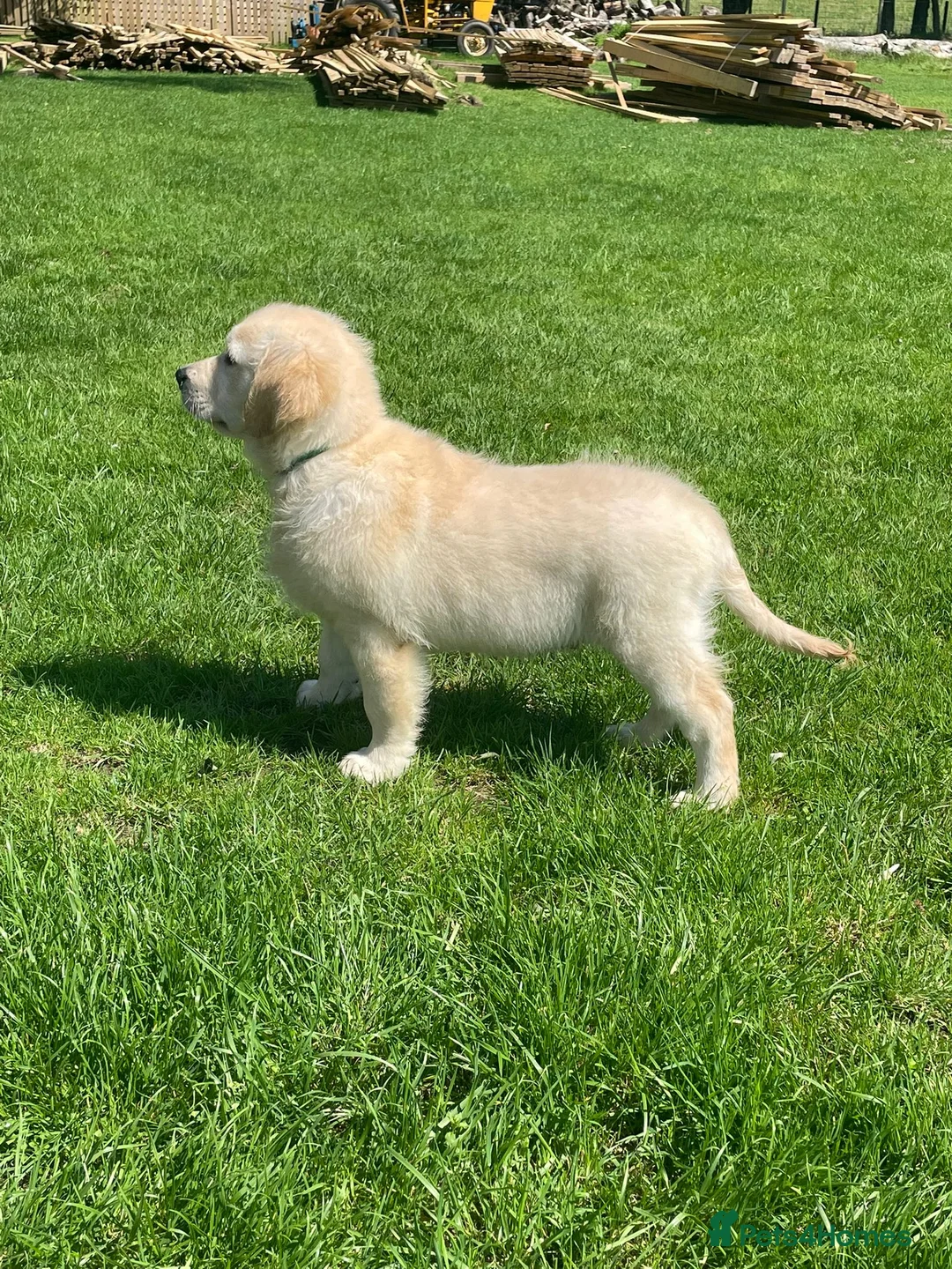Golden Retriever dogs for sale: Amazing Golden Retriever Puppies - Advert 1