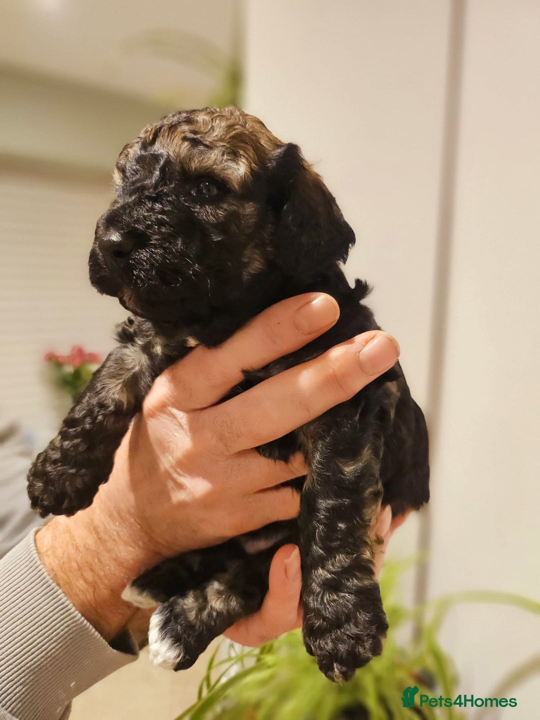 Cockapoo dogs for sale: F2 Cockapoo Puppies – Ready mid-late December - Image 6