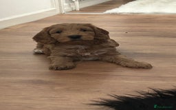 Cockapoo dogs for sale: Cockapoo in Chesterfield - Image 10