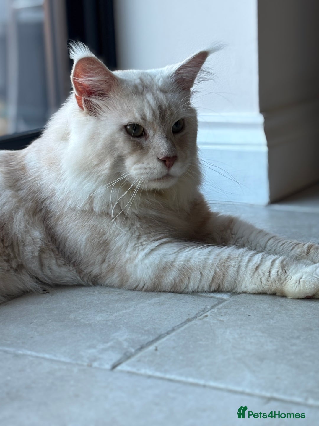 Maine Coon cats for stud: Stud Services - Red Silver DS22 TICA Maine Coon - Image 3