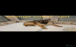 German Shepherd dogs for sale: 🐾Adorable 8-Week-Old German shepherd puppies🐾 - Image 14