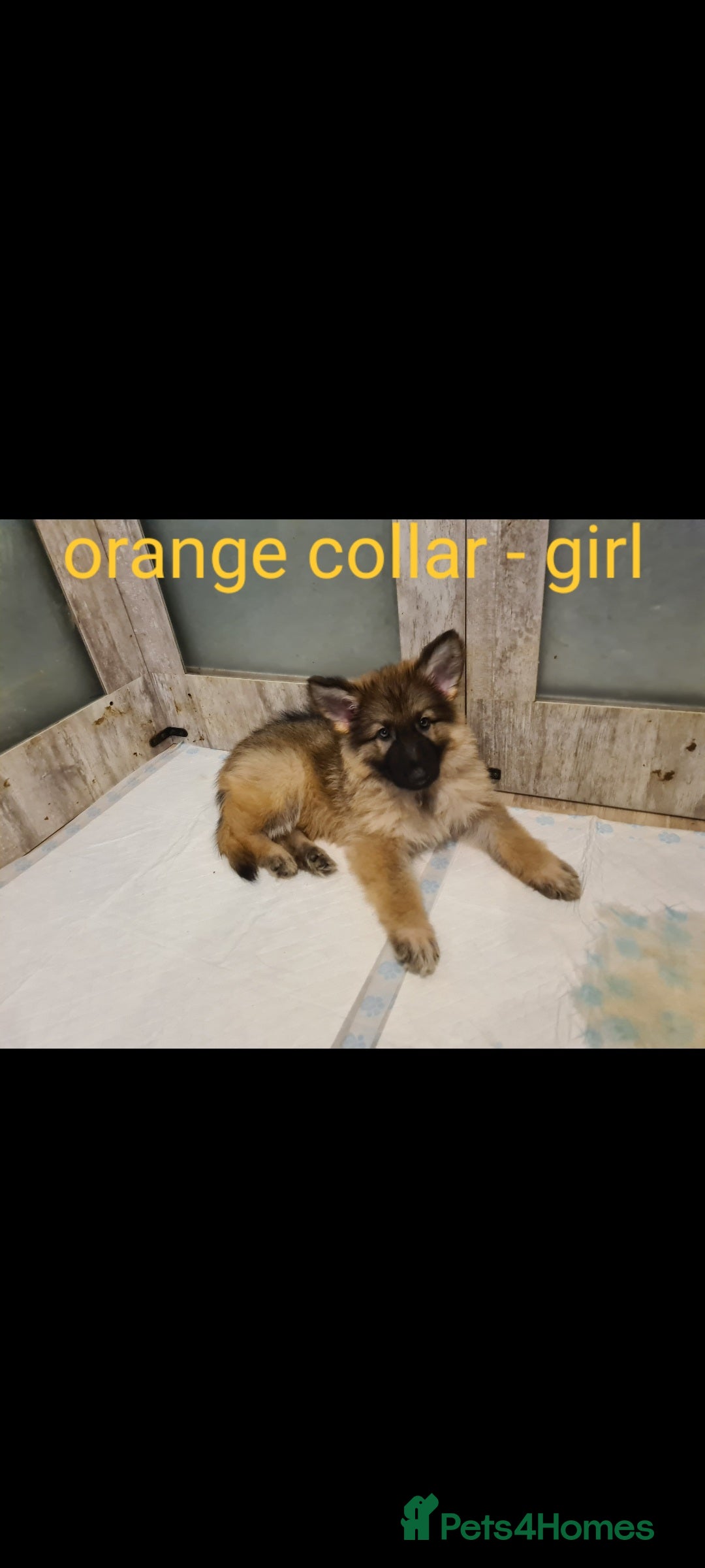 German Shepherd dogs for sale: 🐾Adorable 8-Week-Old German shepherd puppies🐾 - Image 14