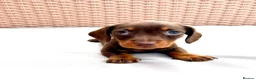 Miniature Dachshund dogs for sale: 7 Adorable Sausage Pups Ready 13th August (4 LEFT) - Advert 9