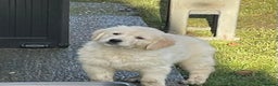 Golden Retriever dogs for sale: Stunning golden retriever puppies  - Advert 9