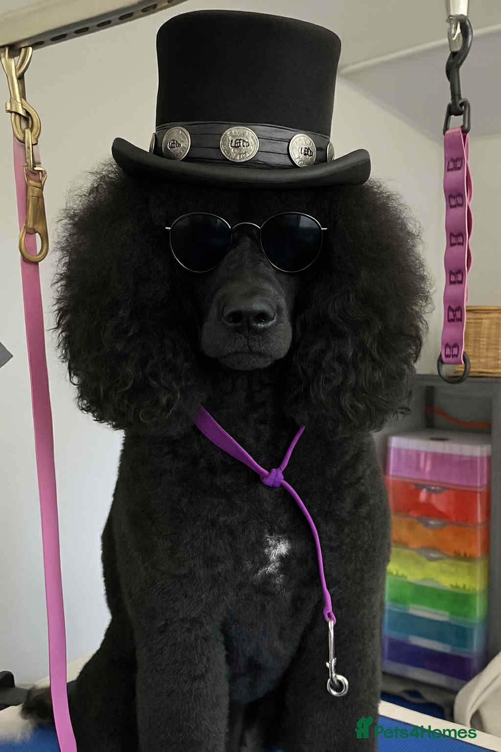 Standard Poodle dogs Poodle puppies - Advert 3