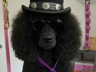 Standard Poodle dogs Poodle puppies - Advert 7