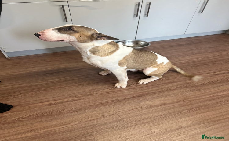 English Bull Terrier dogs - Advert 1