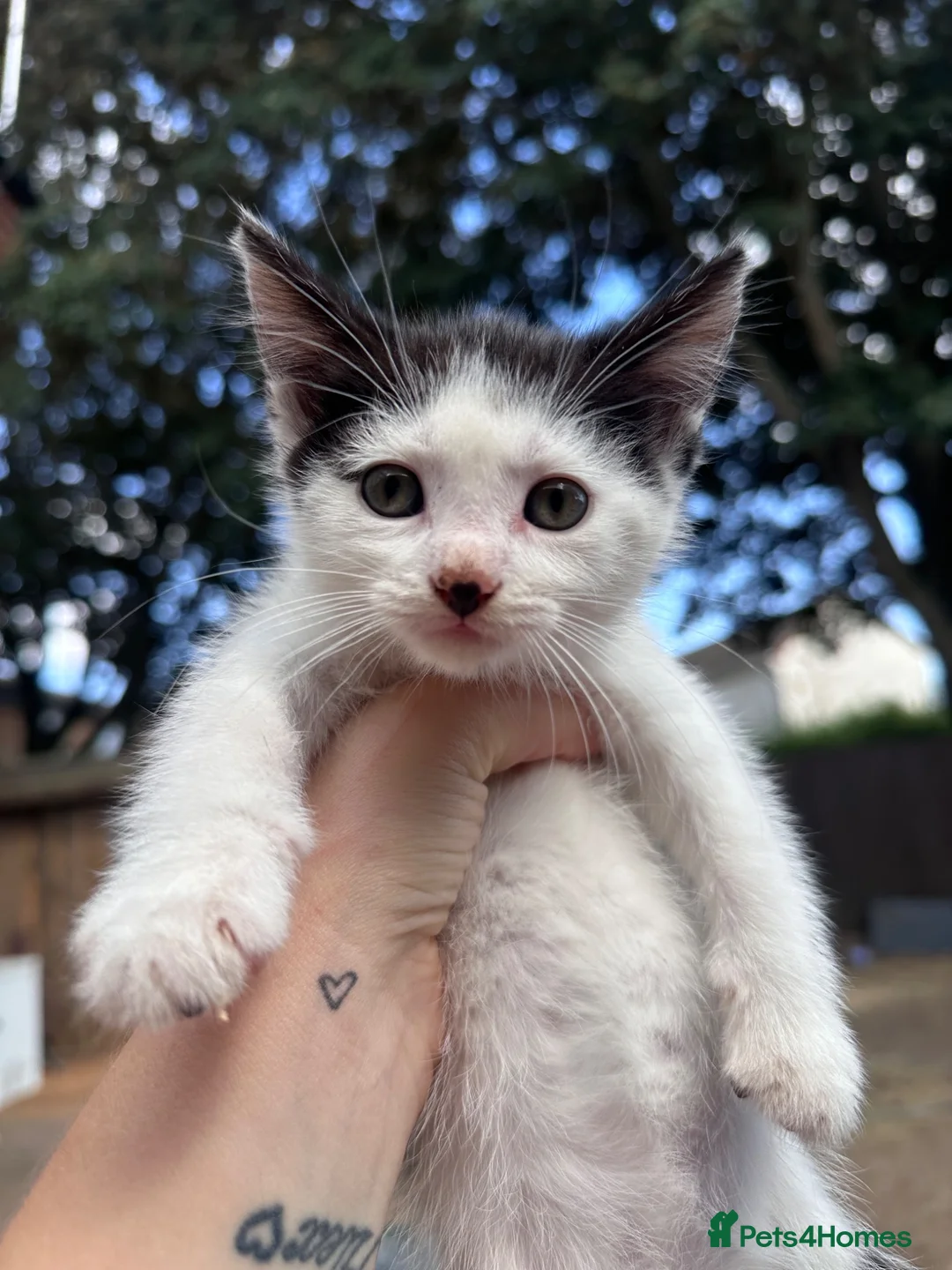 Mixed Breed cats for sale: 3 Little Boys - Advert 4