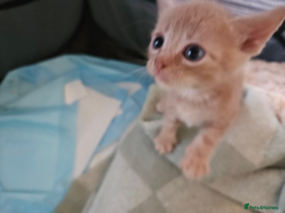 British Shorthair cats for sale: 4 Beutiful kittens  - Image 7