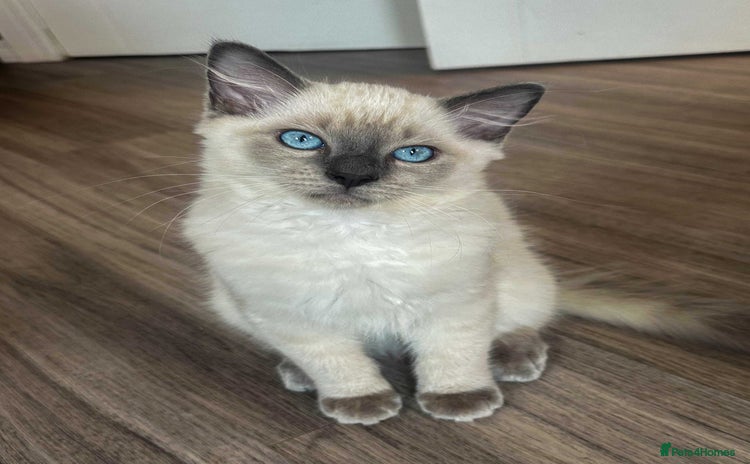 Ragdoll cats - Advert 15