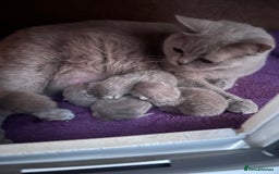 British Shorthair cats for sale: Tica registered British Shorthair Kittens - Image 8