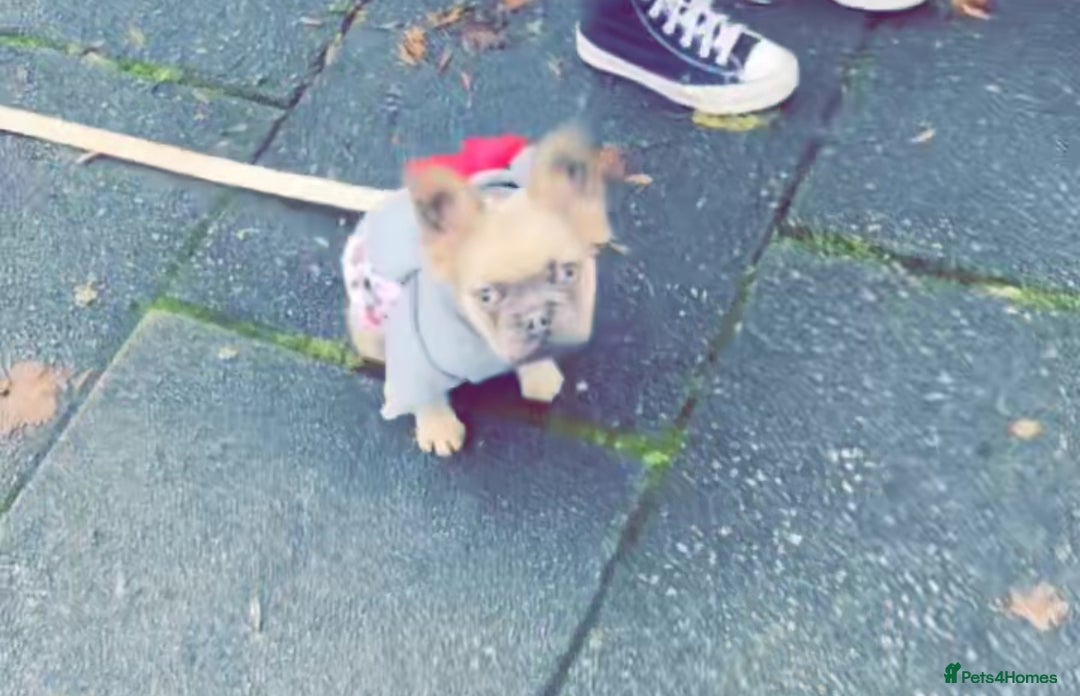 French Bulldog dogs for sale: Fluffy FrenchBulldog - Image 4