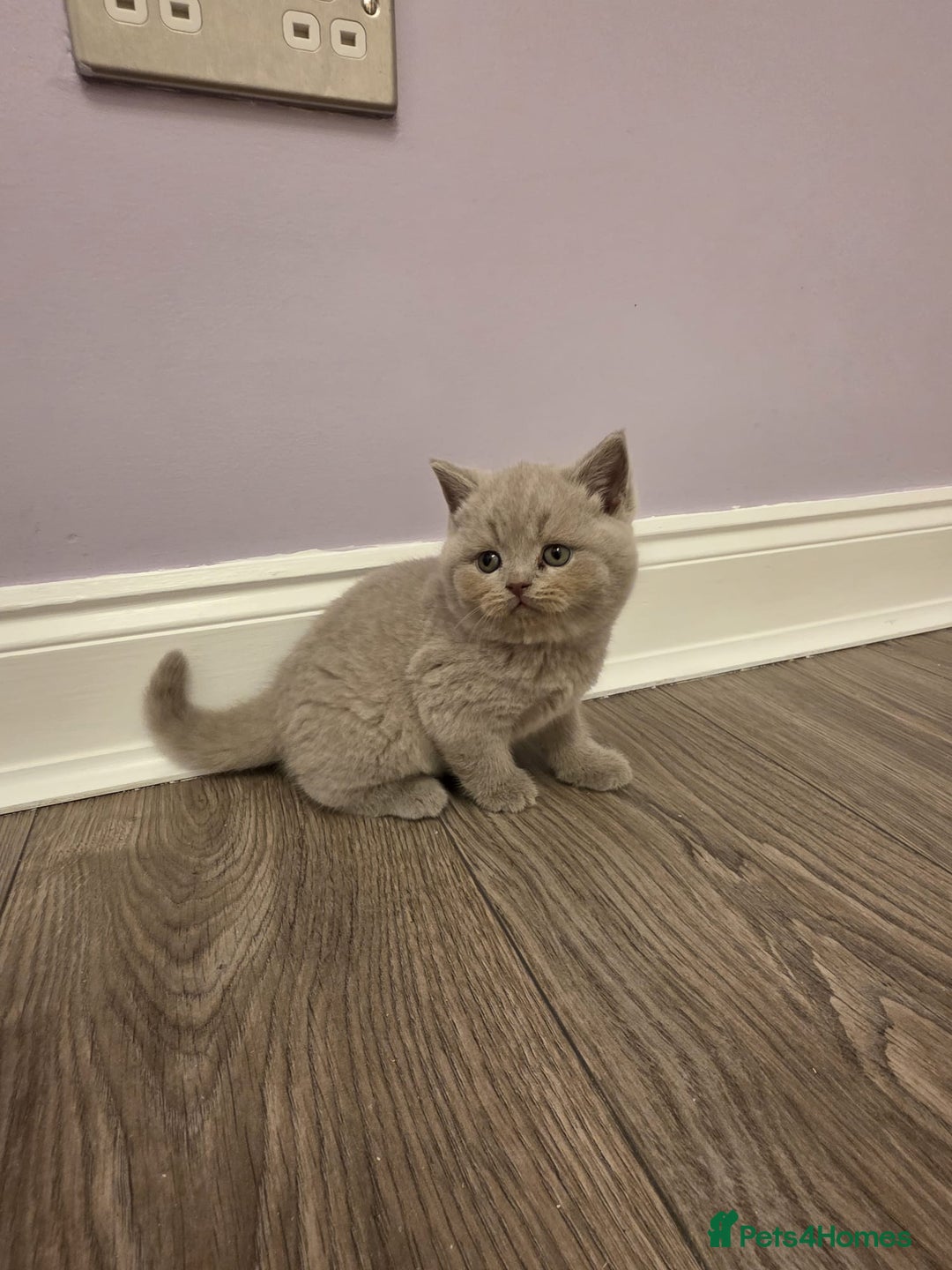 British Shorthair cats for sale: British shorthair - Advert 5