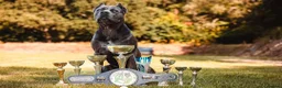 Cane Corso dogs for sale: Cane corso puppies in Rochford - Advert 18